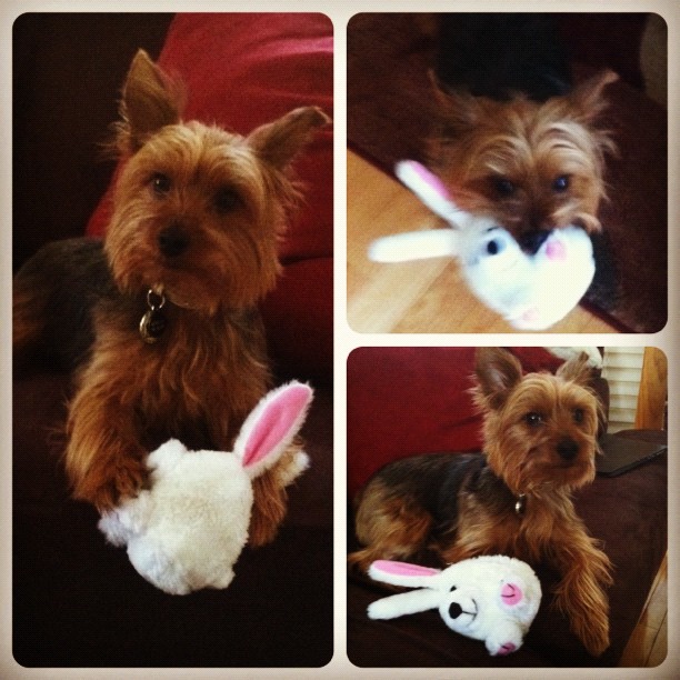 miss gracie's easter bunny. #somuchsqueaking