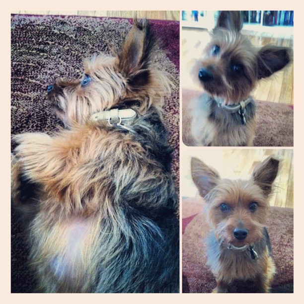 my sunday morning yoga partner :) #puppy #yoga
