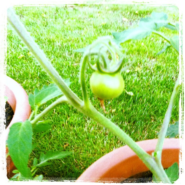 first little baby tomato!