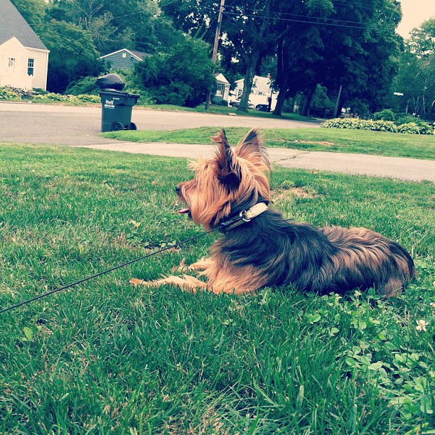 patiently waiting for dad to get home @seanp284