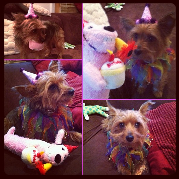 another reason why today is special? my sweet puppy turns 4! happy birthday to my perfect little furry baby girl!