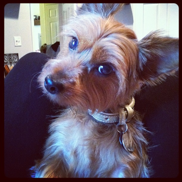 lapdog.