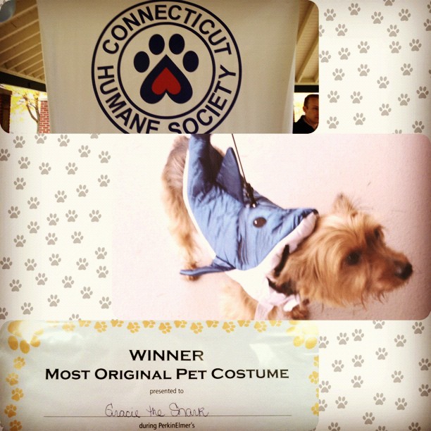 bam. #puppy #costume #cthumanesociety