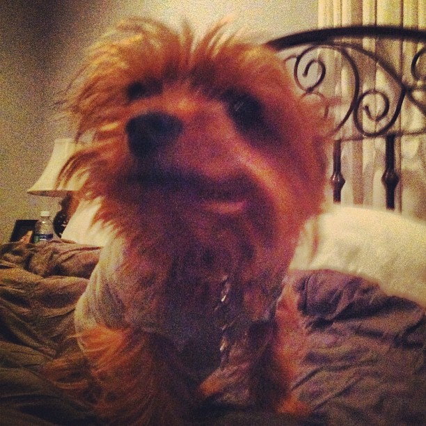 #wakingupishardtodo #puppylion #shaggygirl