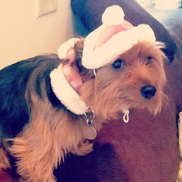 easily cheers me up. thanks, @seanhenri #tistheseason