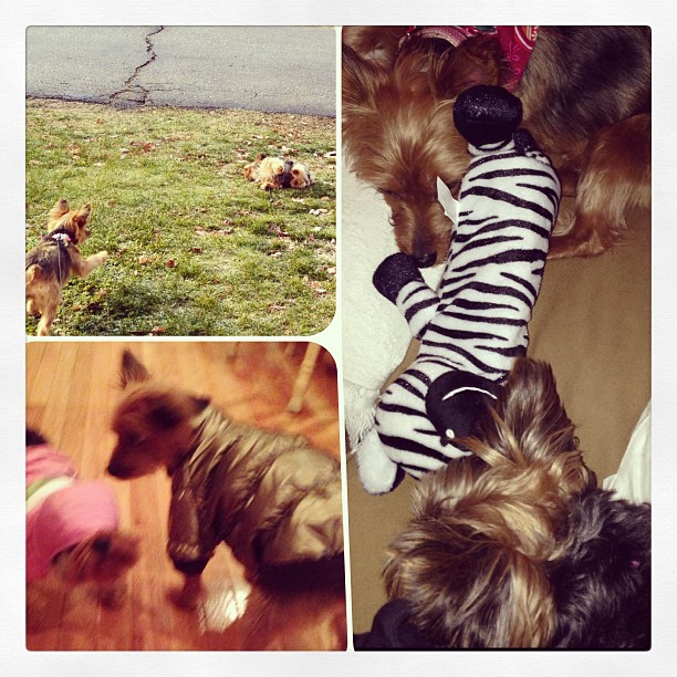 day one of the puppy sleepover! so much puppy fun for such little furchildren :)
