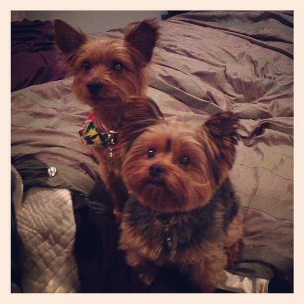 #puppy #sleepover