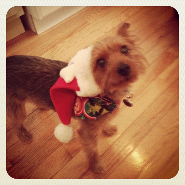 #santapup @seanhenri