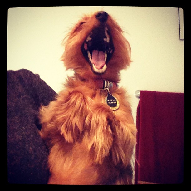 I feel the same way, babygirl. #crazypuppy