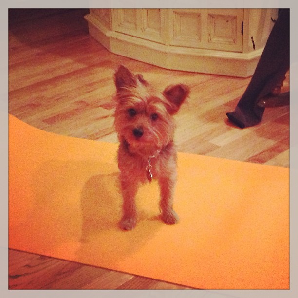 my yoga mat was stolen. #yorkieyoga