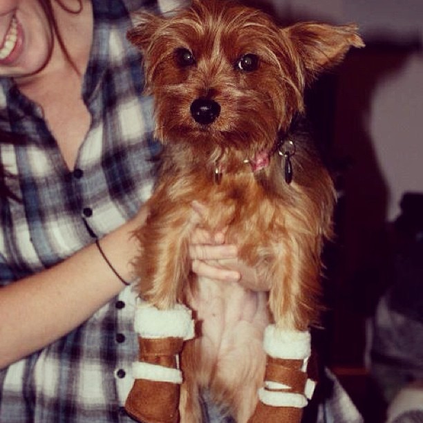 As we prepare for blizzard, here is how reminder of Gracie feels about her snow boots. She is not pleased, but at least we can all get a laugh. :)