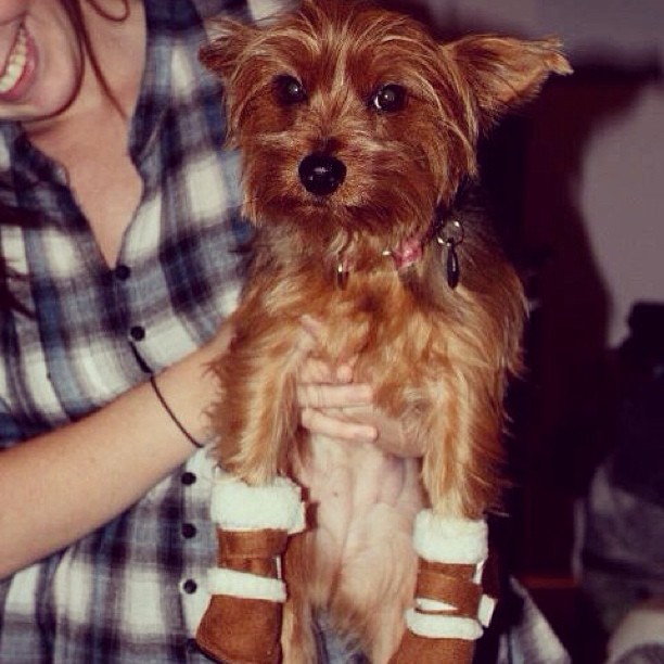 As we prepare for blizzard, here is a reminder of how Gracie feels about her snow boots. She is not pleased, but at least we can all get a laugh. :)