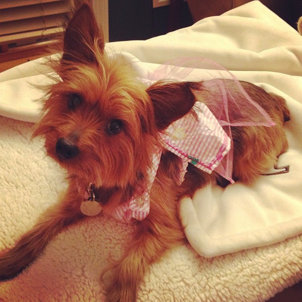valentines day puppy, complete with tulle.