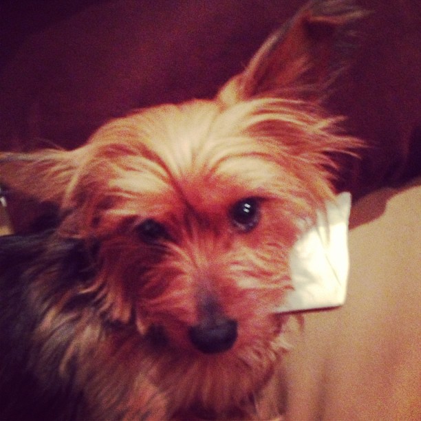 sometimes I really can't take the puppy eyes. #areyouseriouslygoingtowork