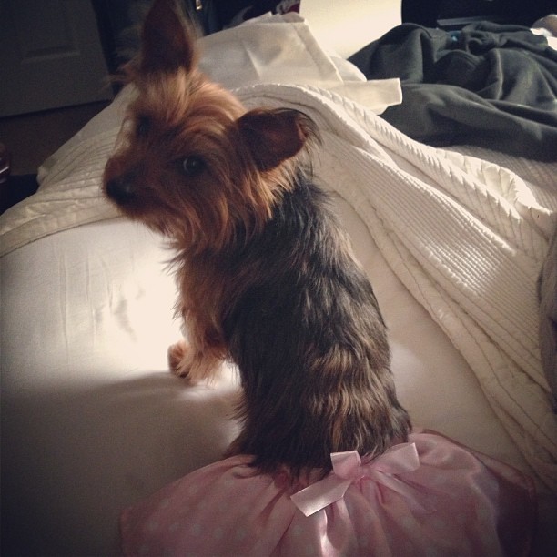 Easter puppy. #tutu #furchild #love