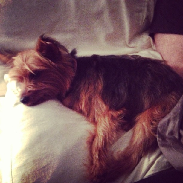 my pillow seems to have grown fur.