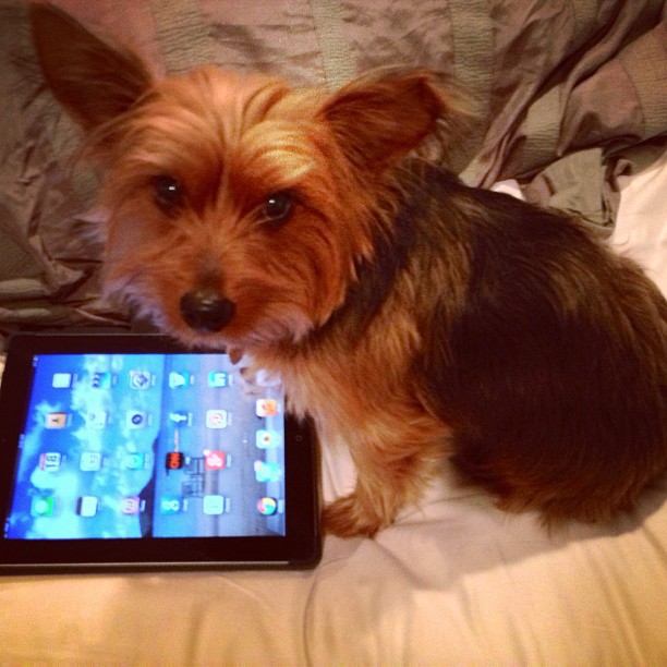 tech savvy pup