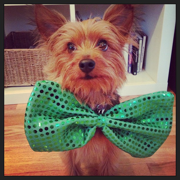st patrick's day bow. ready for parade day tomorrow!