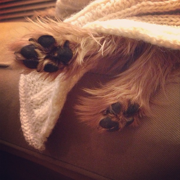 love these little puppy feet