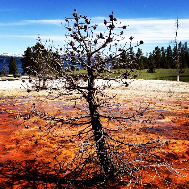 west thumb geyser basin. #yellowstone