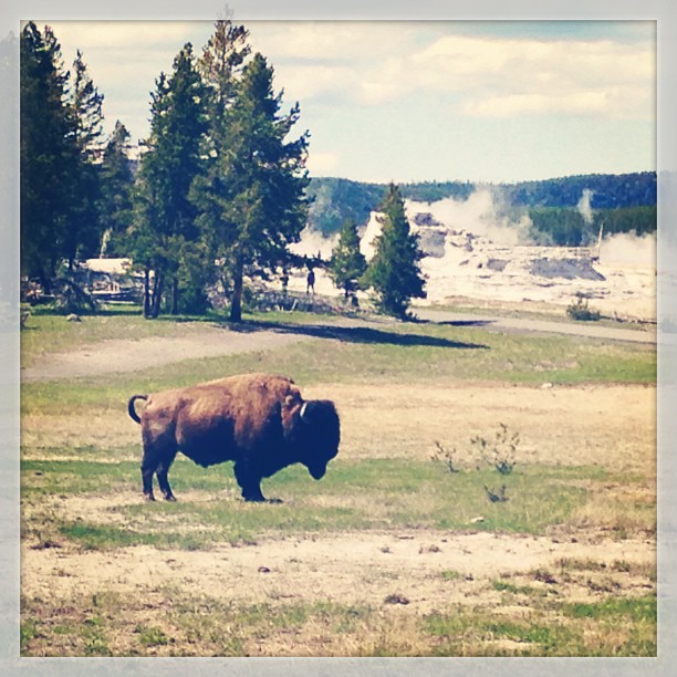 old faithful inn welcome committee. #yellowstone