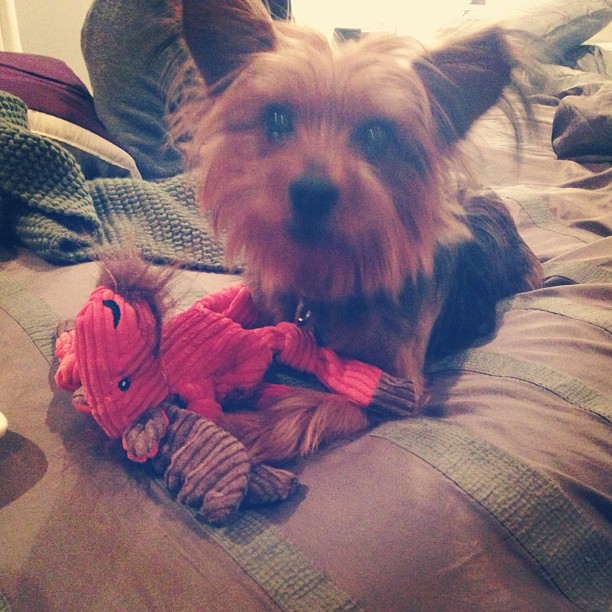 so excited to be home with her. she is one happy puppy with her new moose from Wyoming! #souvenir  #furchild