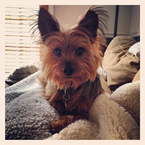 Monday afternoon stare down. #furchild #furhalo