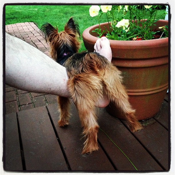hold me back, dad!!!! #ninepoundthreat #protector #furchild