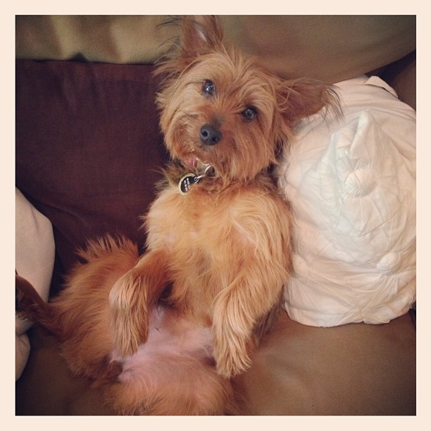 couch potato. #furchild #sorryimnotsorry I'm on an instagramming roll today.