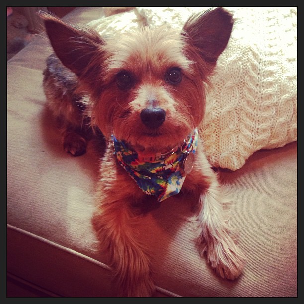 loving her new #summer #puppycut! #furchild #beauty