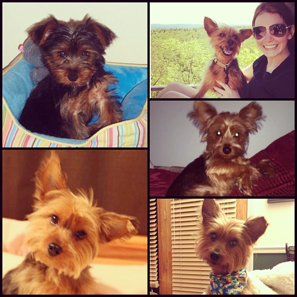 can't believe our sweet and spunky sidekick is 5 today! love this little girl so much, blessed to have a life filled with her constant smooches. nothing beats a dog's love. :)  #birthdaypuppy #furchild