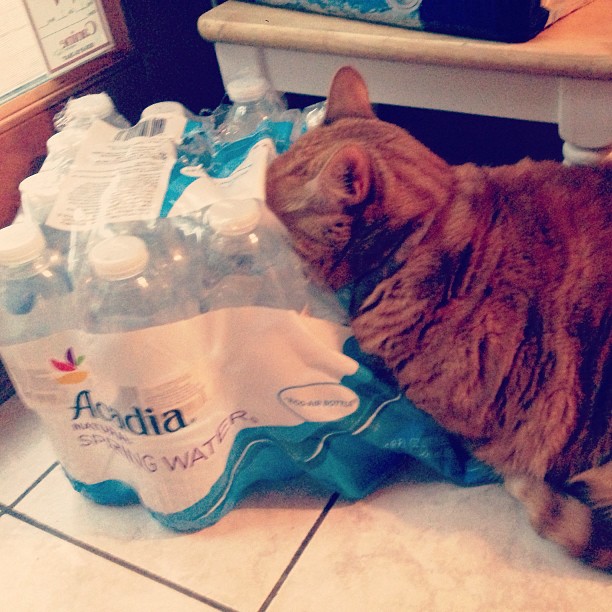 fell asleep looking out the glass door. kitty in a case of water. #adorable