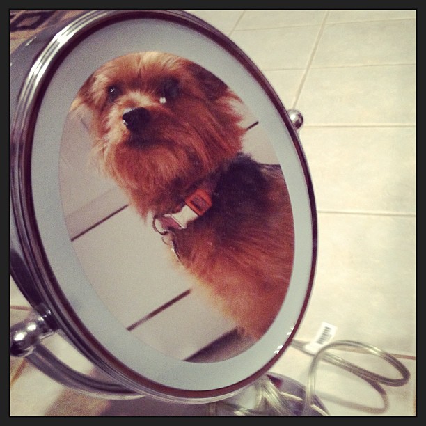 who's the prettiest puppy of them all? #mirrormirror #prettyprincess #furchild