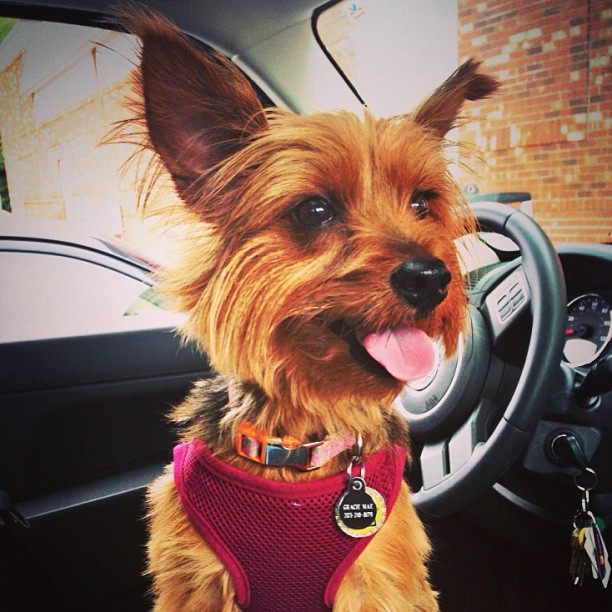 ready to go for a hike with my two favorite humans! #smalldogscandobigdogthingstoo