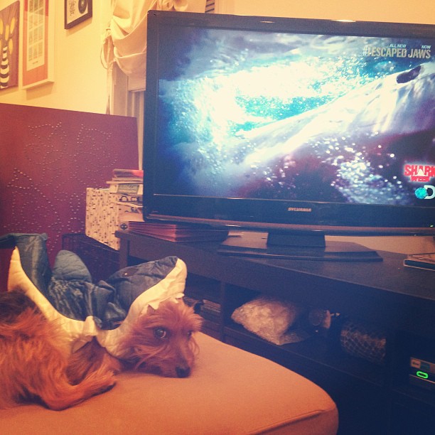 so, this happened. #sharkweek