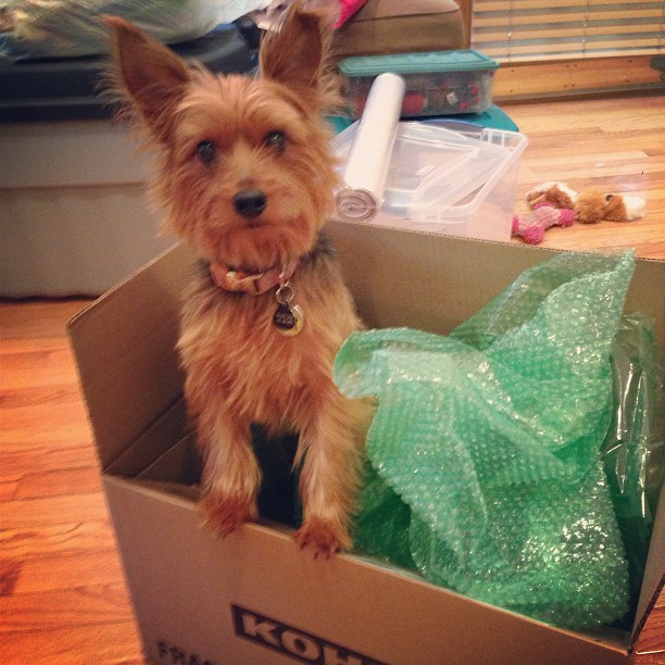 packing is fun! #doginabox