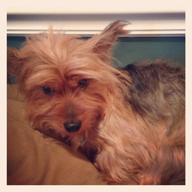 trembling and won't look at me because I'm getting ready to leave the house. #guiltypuppymom