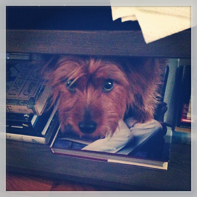 a new spot to watch us from, inside the coffee table. #graciegram #creeper