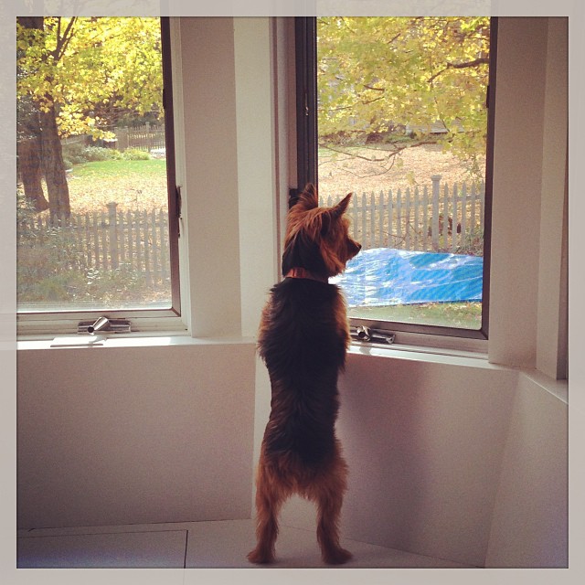 enjoying the breakfast nook. ? #furchild