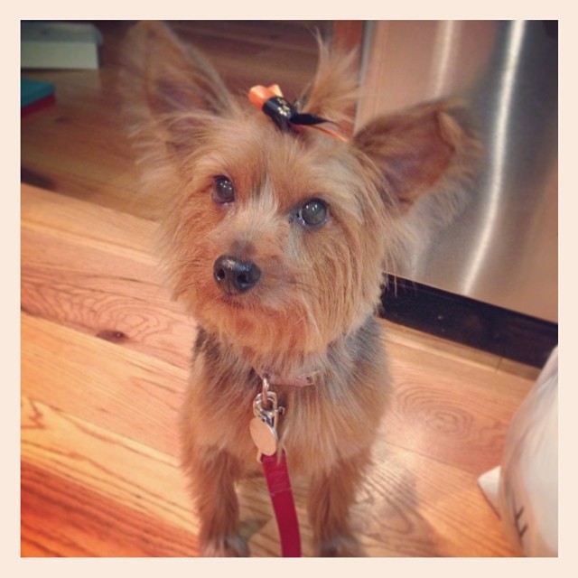 my little munchkin fresh from her spa day! #rockinthebow #graciegram