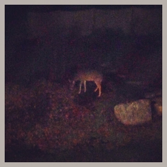 our new nightly backyard visitor #guesswhoscomingtodinner