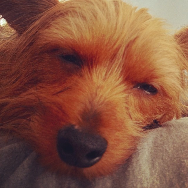 my feelings exactly. #myfurrysunshine #graciegram