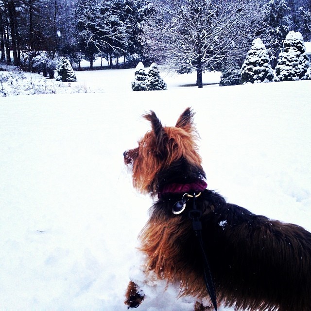sweetest snow puppy #graciegram