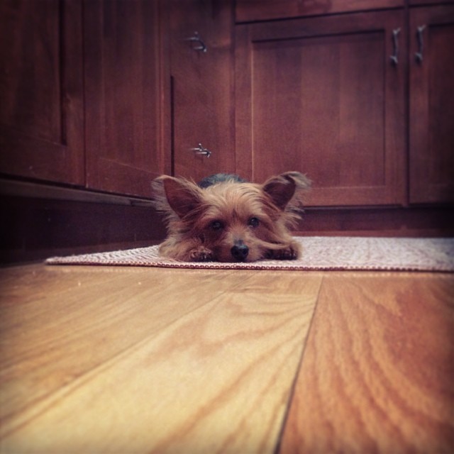 wonder if she ever gets tired of modeling for me... #graciegram
