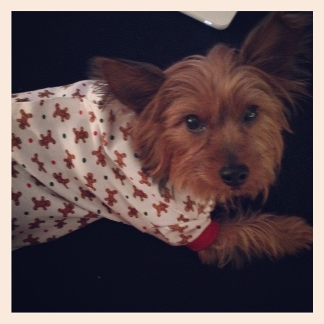tis the season for gingerbread pjs