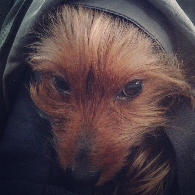 sunday morning snuggles ? #graciegram