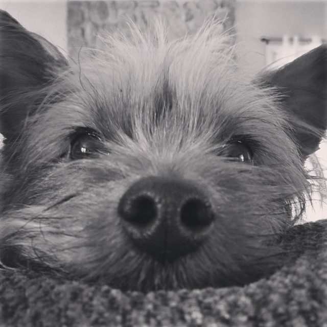 little piglet. #graciegram