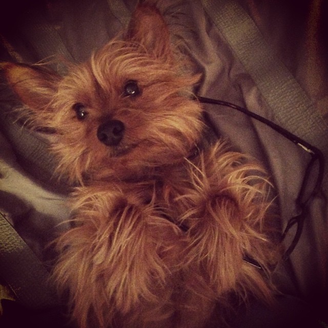 ma, you need these glasses? #intellectualtype #graciegram