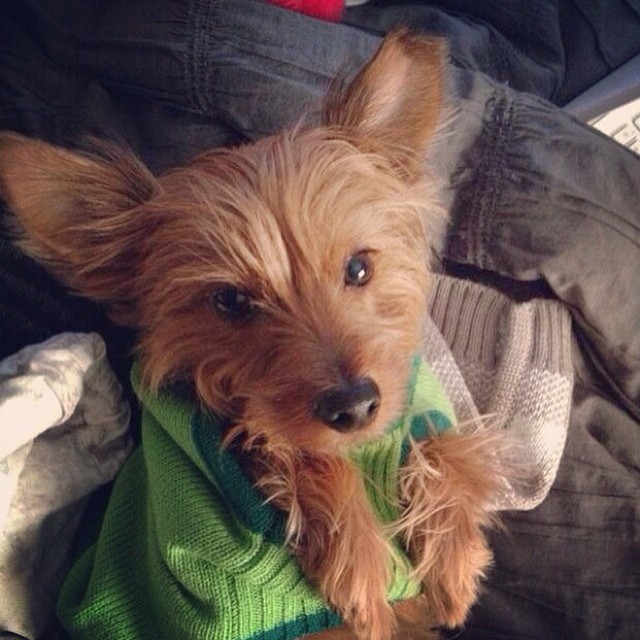 that time when gracie got stuck in her sweater. #tyrannosauruspuppy #graciegram #tbt
