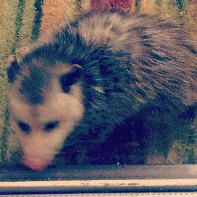 oh hello possum at our doorstep...maybe we should rethink the welcome mat.  #notcuteandcuddly